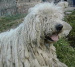 Komondor - Komondor