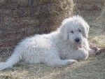 Komondor - Komondor