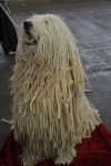Photo Komondor