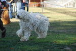 Photo Komondor