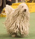 Photo Komondor