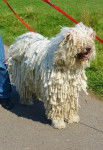 Photo Komondor
