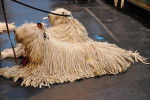 Photo Komondor