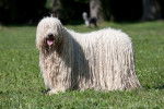 Un Komondor debout dans le jardin