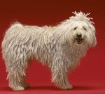 Photo Komondor
