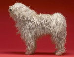 Photo Komondor