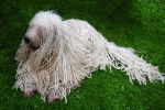 Photo Komondor