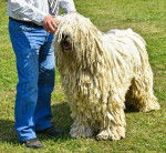 Photo Komondor