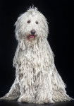 Photo Komondor