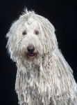 Photo Komondor