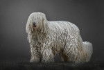 Photo Komondor