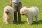 Photo Komondor