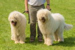Photo Komondor