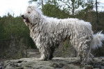 Photo Komondor
