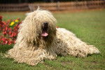 Photo Komondor