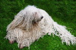 Un Komondor couché dans l'herbe
