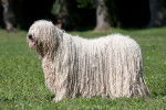 Photo Komondor