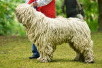 Photo Komondor