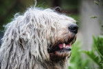 Photo Komondor