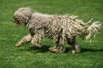 Photo Komondor