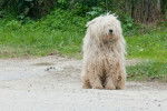 Photo Komondor