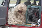 Photo Komondor