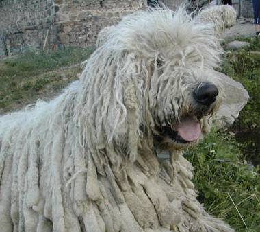 Komondor - Komondor