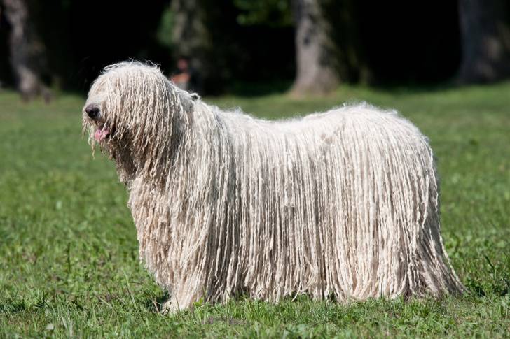 Photo Komondor