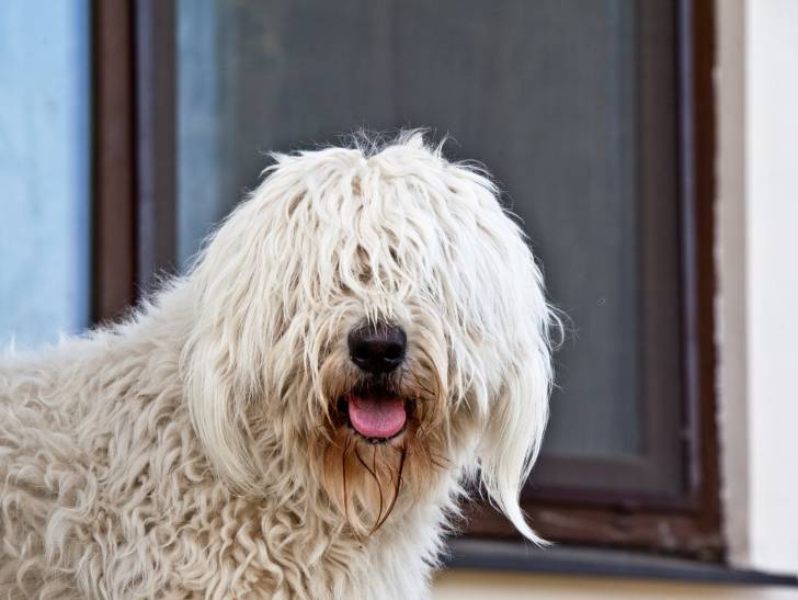 Photo Komondor