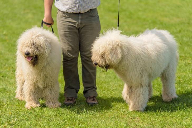 Photo Komondor