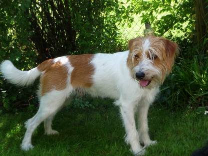 Photo Kromfohrländer Femelle (2 mois)