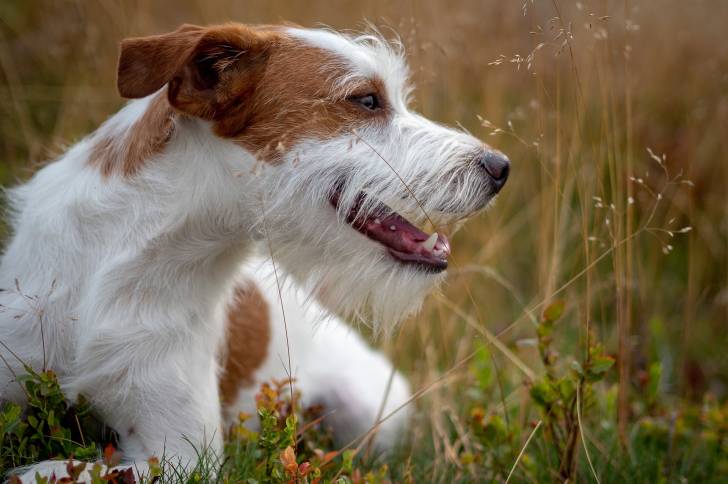 Photo Kromfohrländer