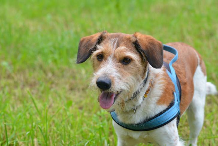 Photo Kromfohrländer