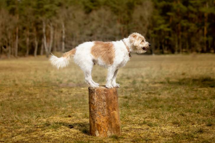 Photo Kromfohrländer