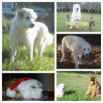 Hera - Kuvasz (1 an)