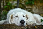 Photo Kuvasz