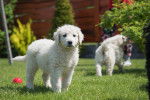 Un chiot Kuvasz dans un jardin