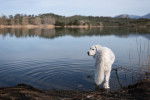 Photo Kuvasz