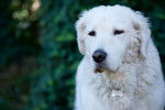 Photo Kuvasz