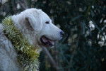 Photo Kuvasz