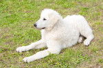 Photo Kuvasz