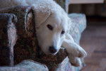 Photo Kuvasz