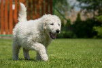 Photo Kuvasz