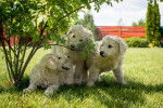 Photo Kuvasz