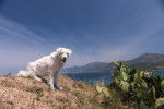 Photo Kuvasz