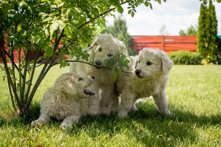 Photo Kuvasz