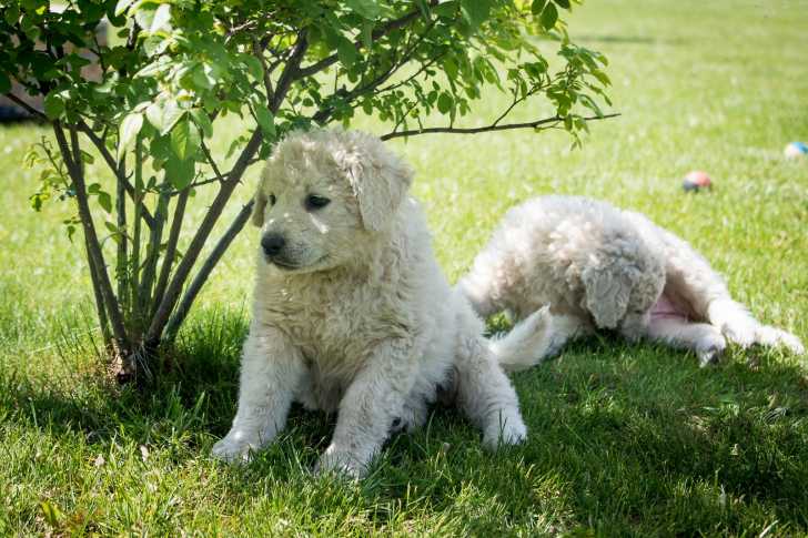 Photo Kuvasz