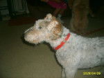 joel - Lakeland Terrier (18 ans)