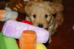 LAKELAND TERRIER ABSOLUTE DOLCE VITA fast and furious - Lakeland Terrier