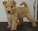 ABSOLUTE DOLCE VITA LAKELAND TERRIER - Lakeland Terrier